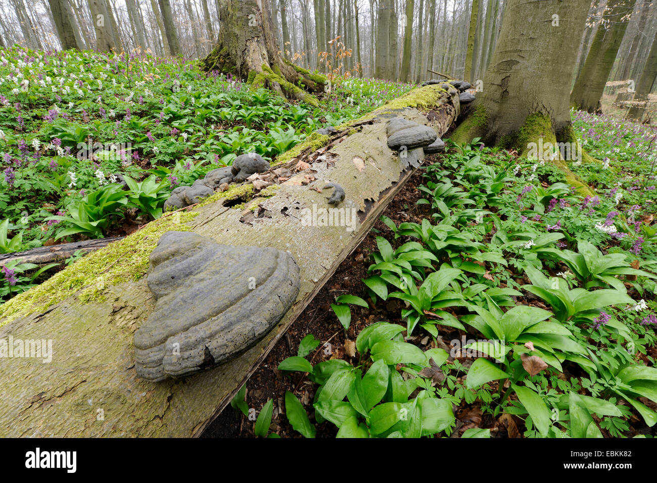 hoof fungus, tinder bracket (Fomes fomentarius), at a fallen tree in a common beech forest in spring, Germany, Thueringen, Hainich National Park Stock Photo