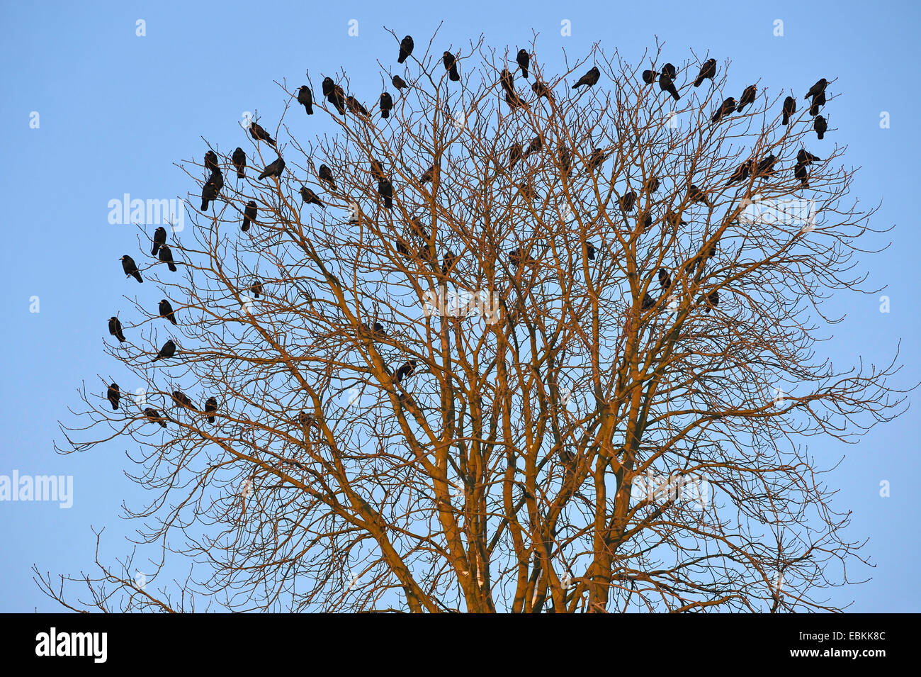 rook (Corvus frugilegus), flock sitting in a tree top, Germany Stock ...