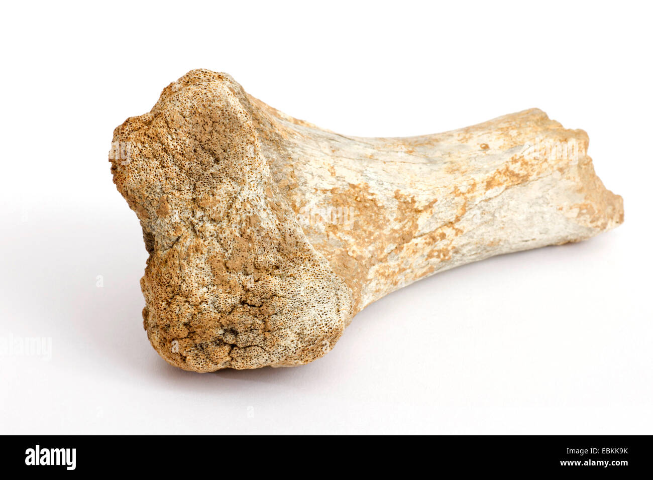cave bear (Ursus spelaeus), bone fragment found at the Swabian Alb, Germany, Swabian Alb Stock Photo