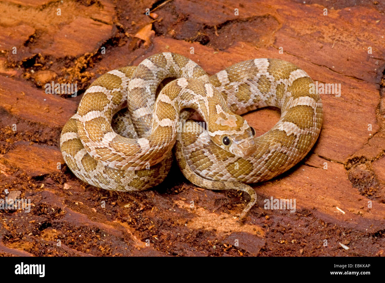 Black rat snake, Western rat snake (Elaphe obsoleta obsoleta, Pantherophis obsoletus obsoletus), rolled-up Stock Photo