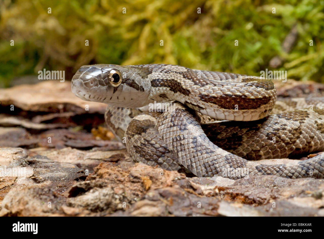 Grey Rat Snake (Elaphe obsoleta spiloides, Pantherophis obsoletus spiloides), portrait Stock Photo