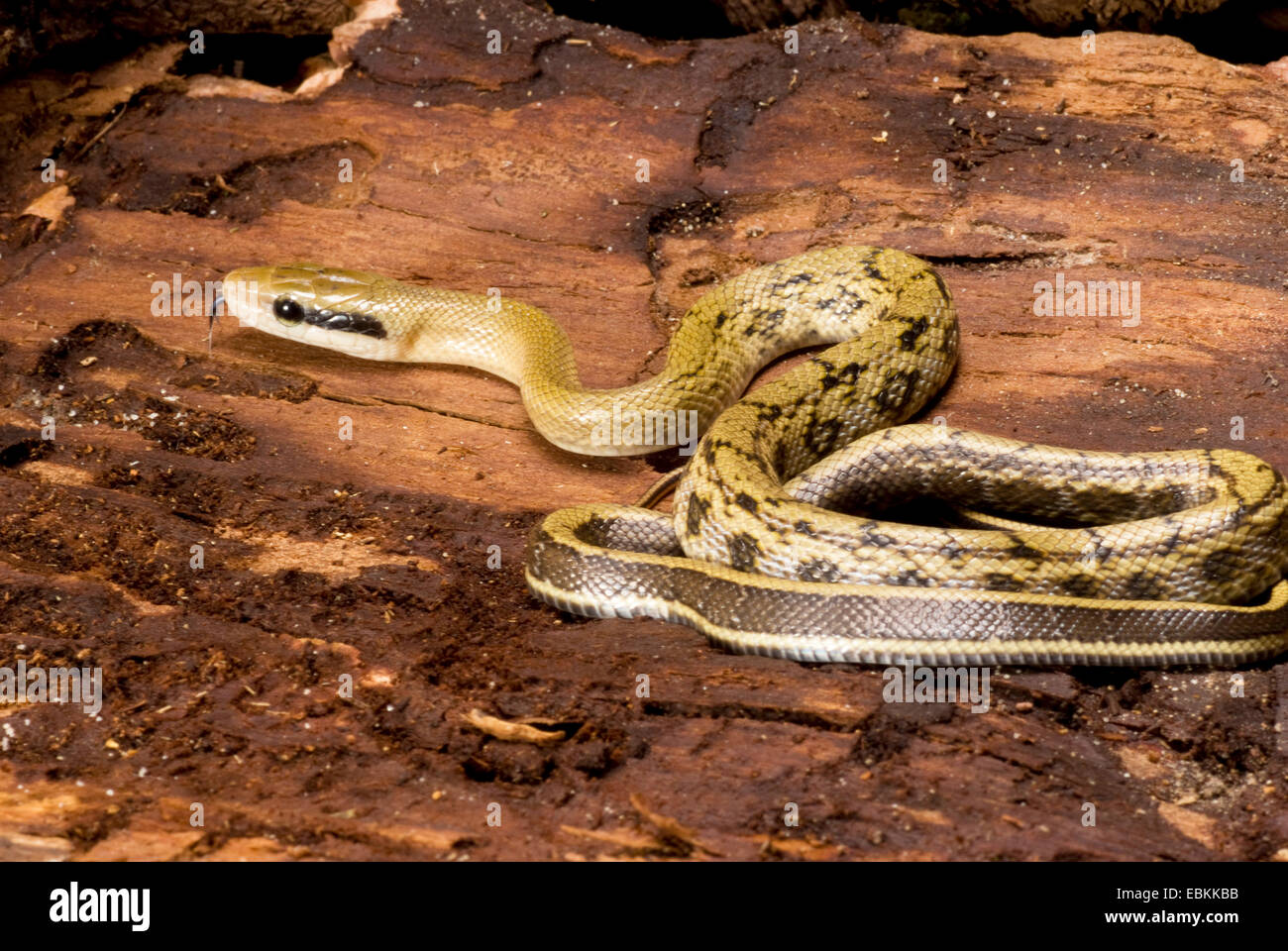 Taiwan beauty snake, Beauty Snake (Elaphe taeniura, Orthriophis taeniurus taeniurus), rolled-up Stock Photo