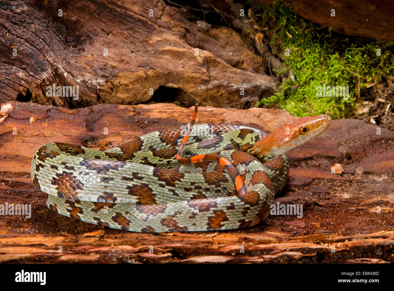 Moellendorffs rat snake hires stock photography and images Alamy