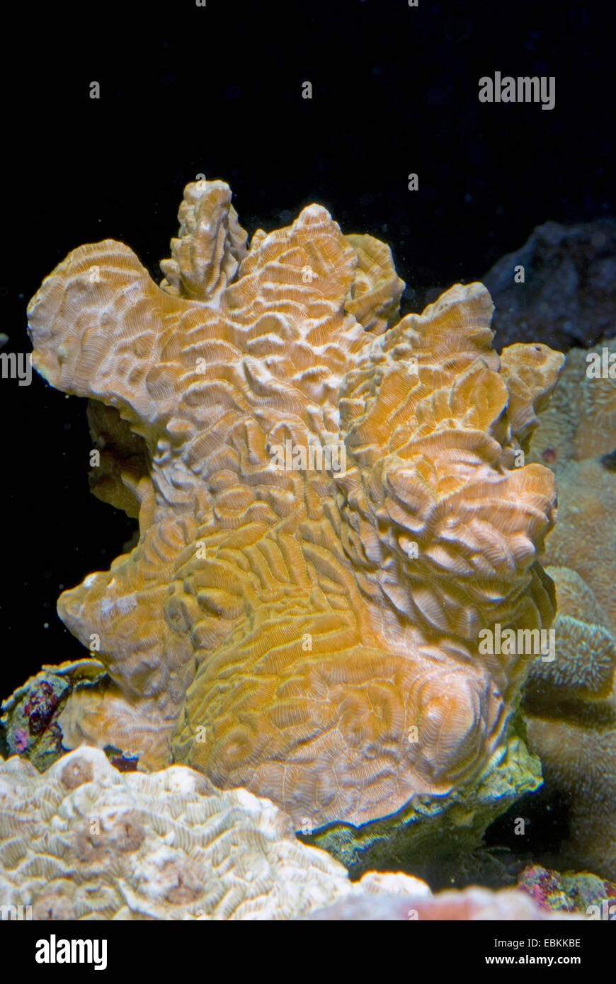 Stony coral (Pachyseris speciosa), side view Stock Photo