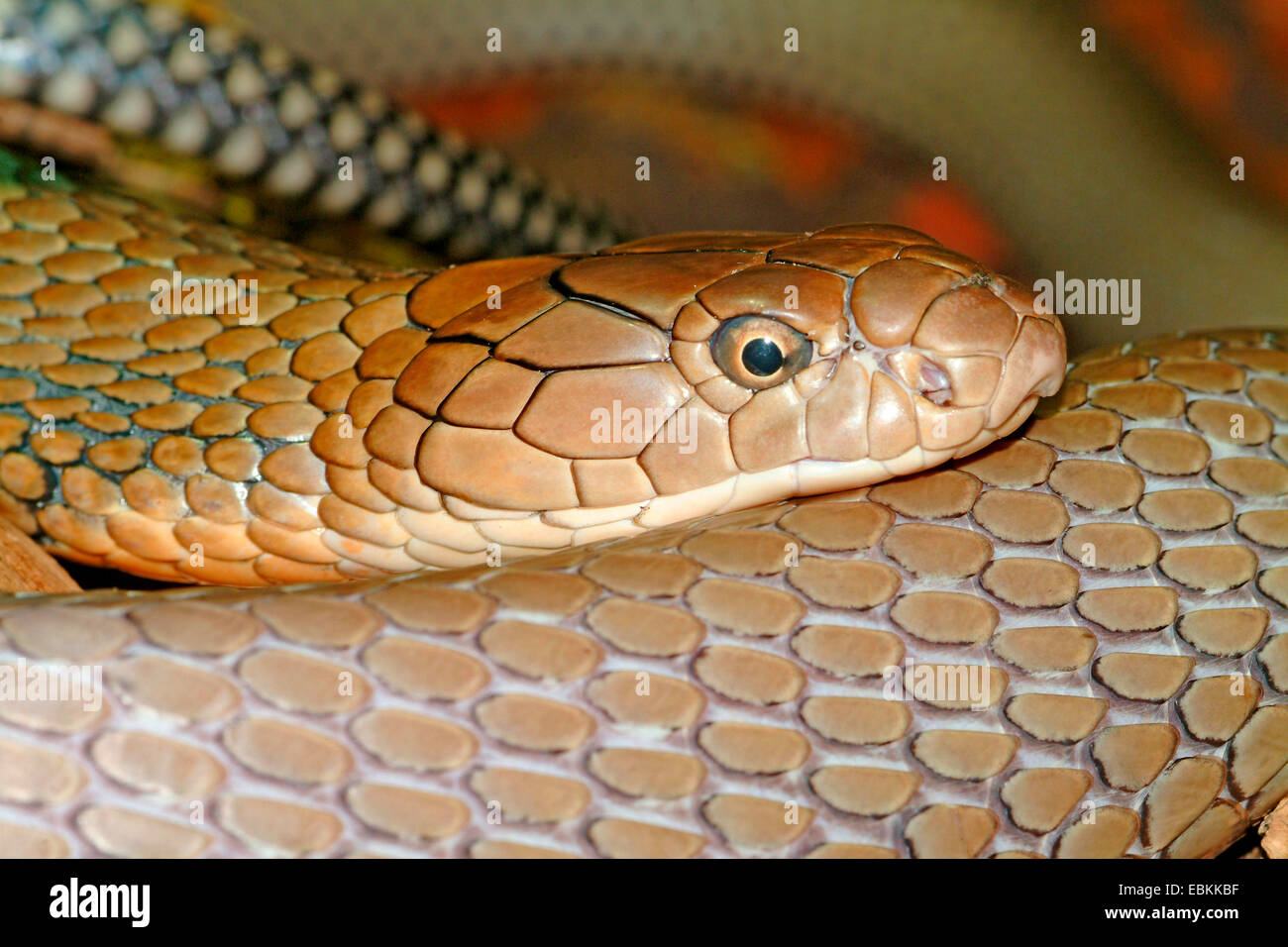 king cobra, hamadryad (Ophiophagus hannah), portrait Stock Photo
