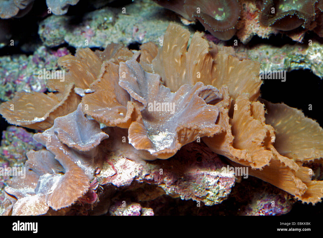 Cactus Coral (Pavona cactus), side view Stock Photo