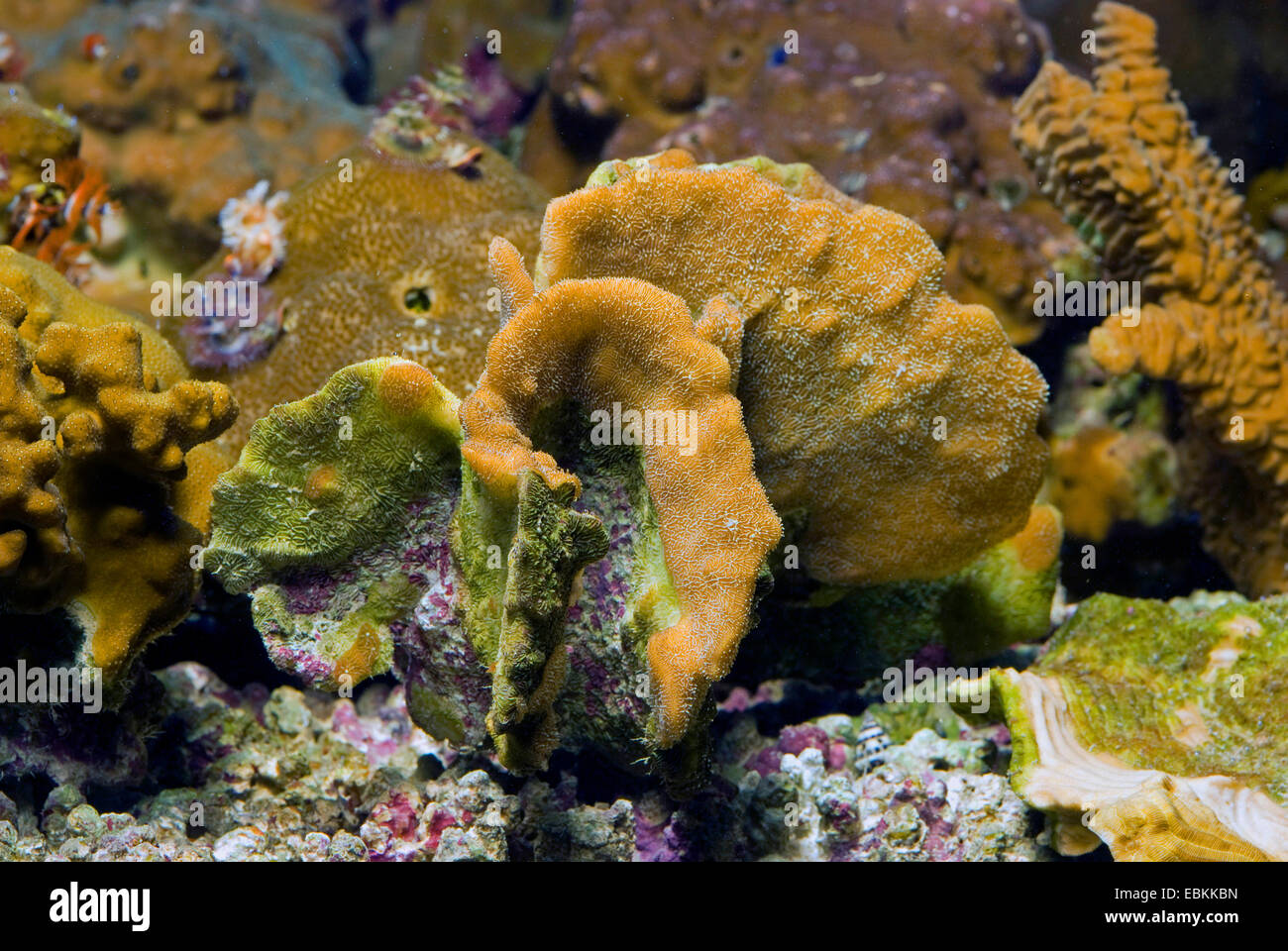 Stone Coral (Pavona decussata), side view Stock Photo