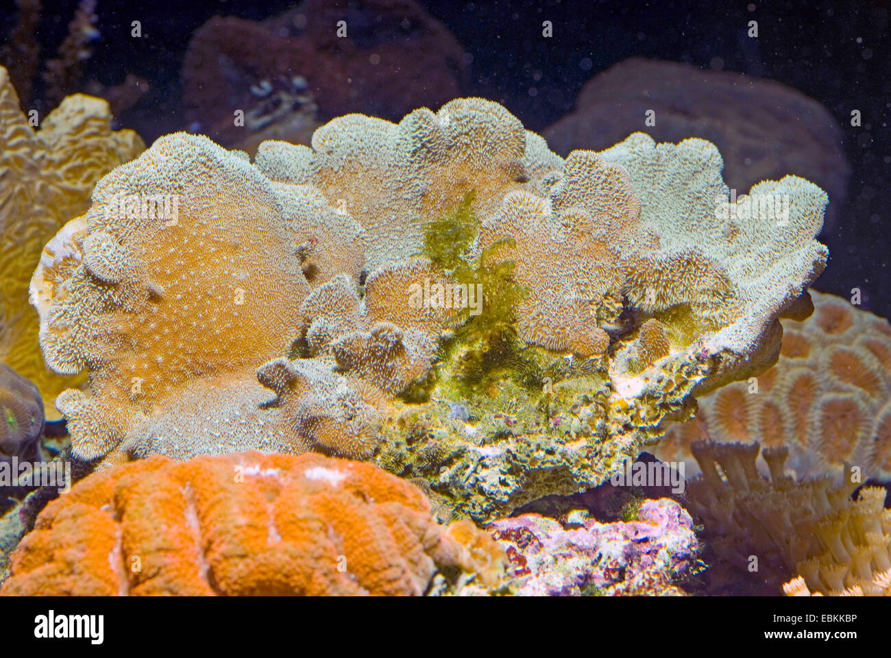 Stone Coral (Pavona decussata), side view Stock Photo