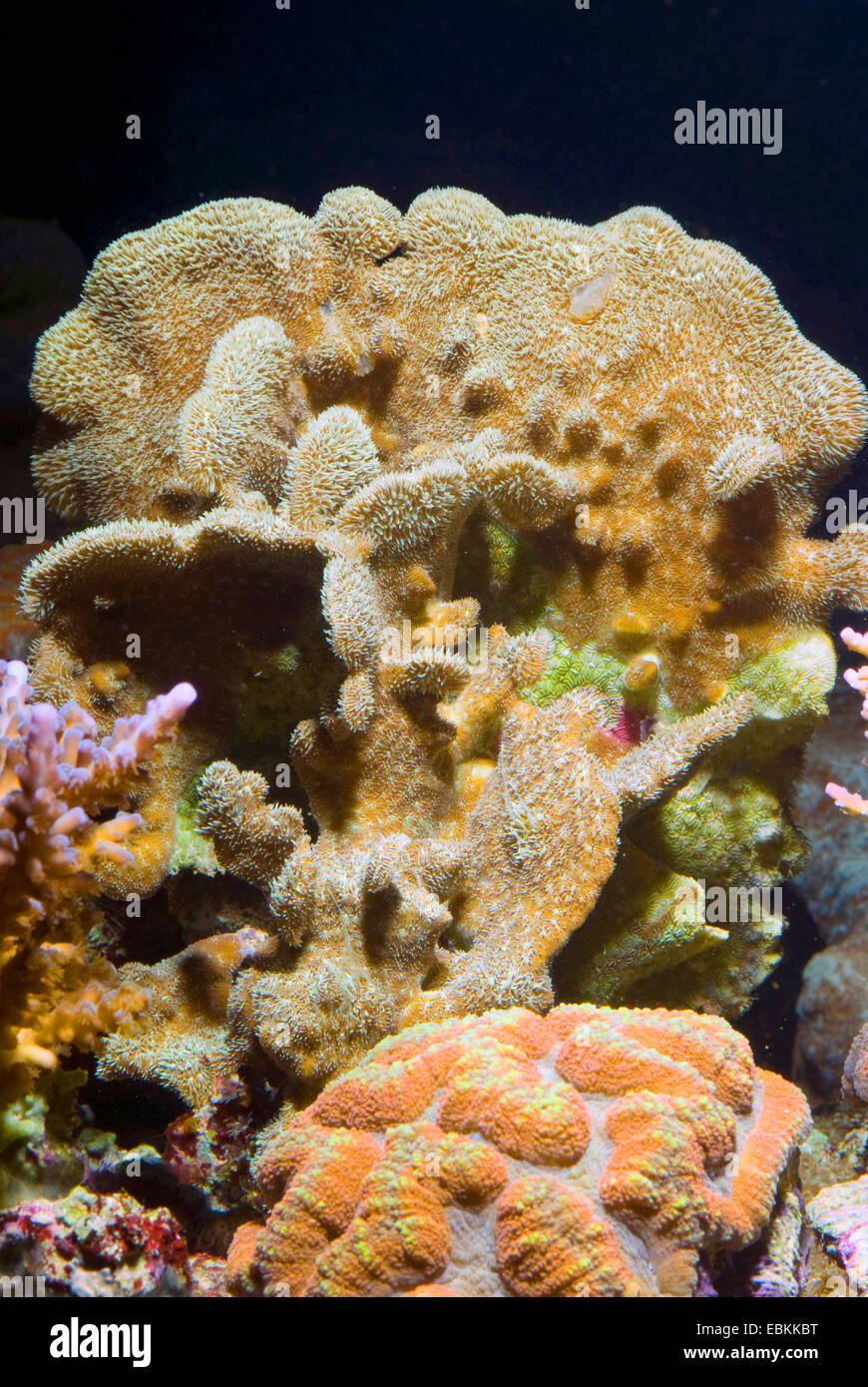 Stone Coral (Pavona decussata), side view Stock Photo