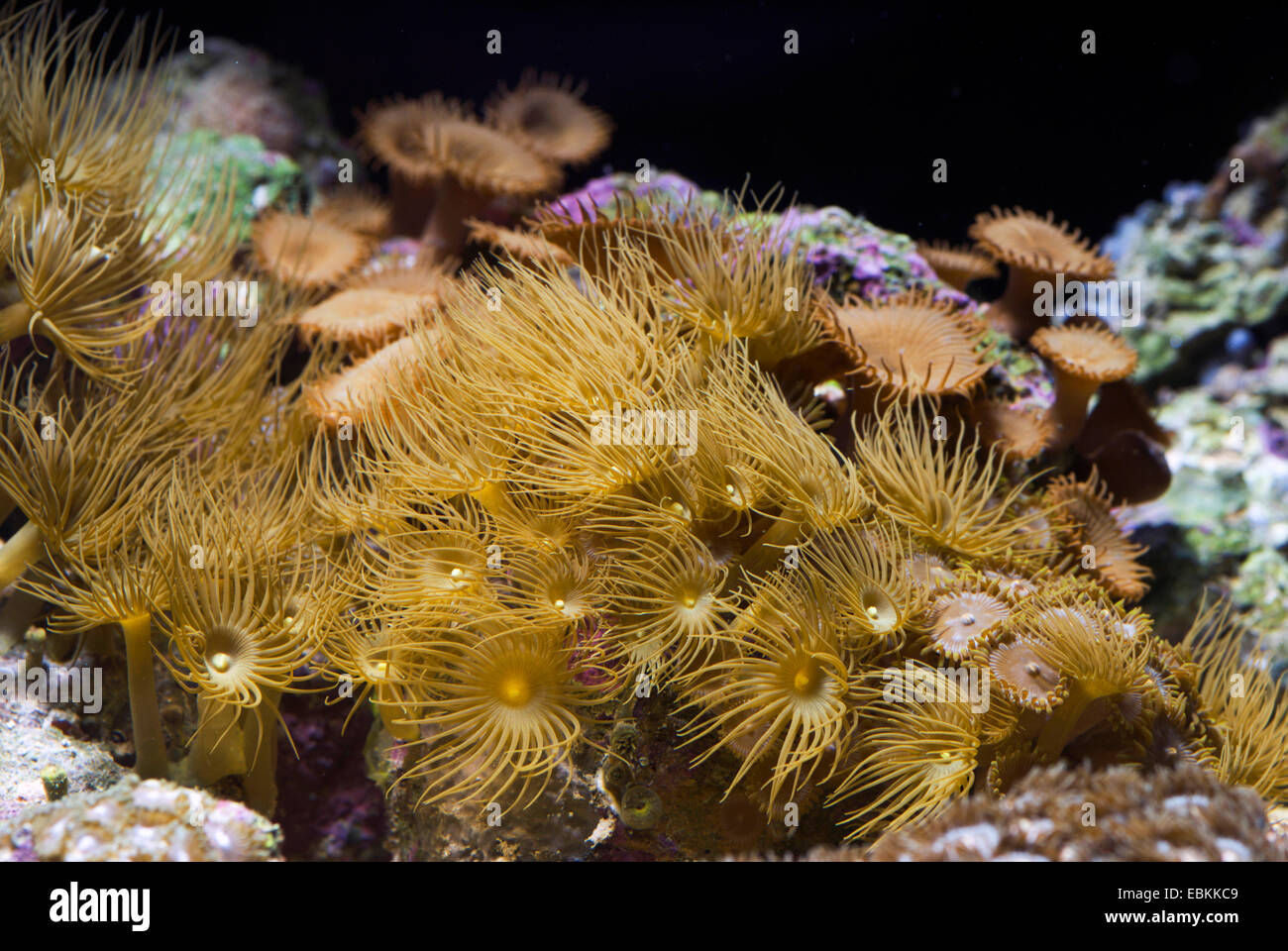 yellow commensal zoanthid, yellow encrusting sea anemone (Parazoanthus axinellae), colony Stock Photo