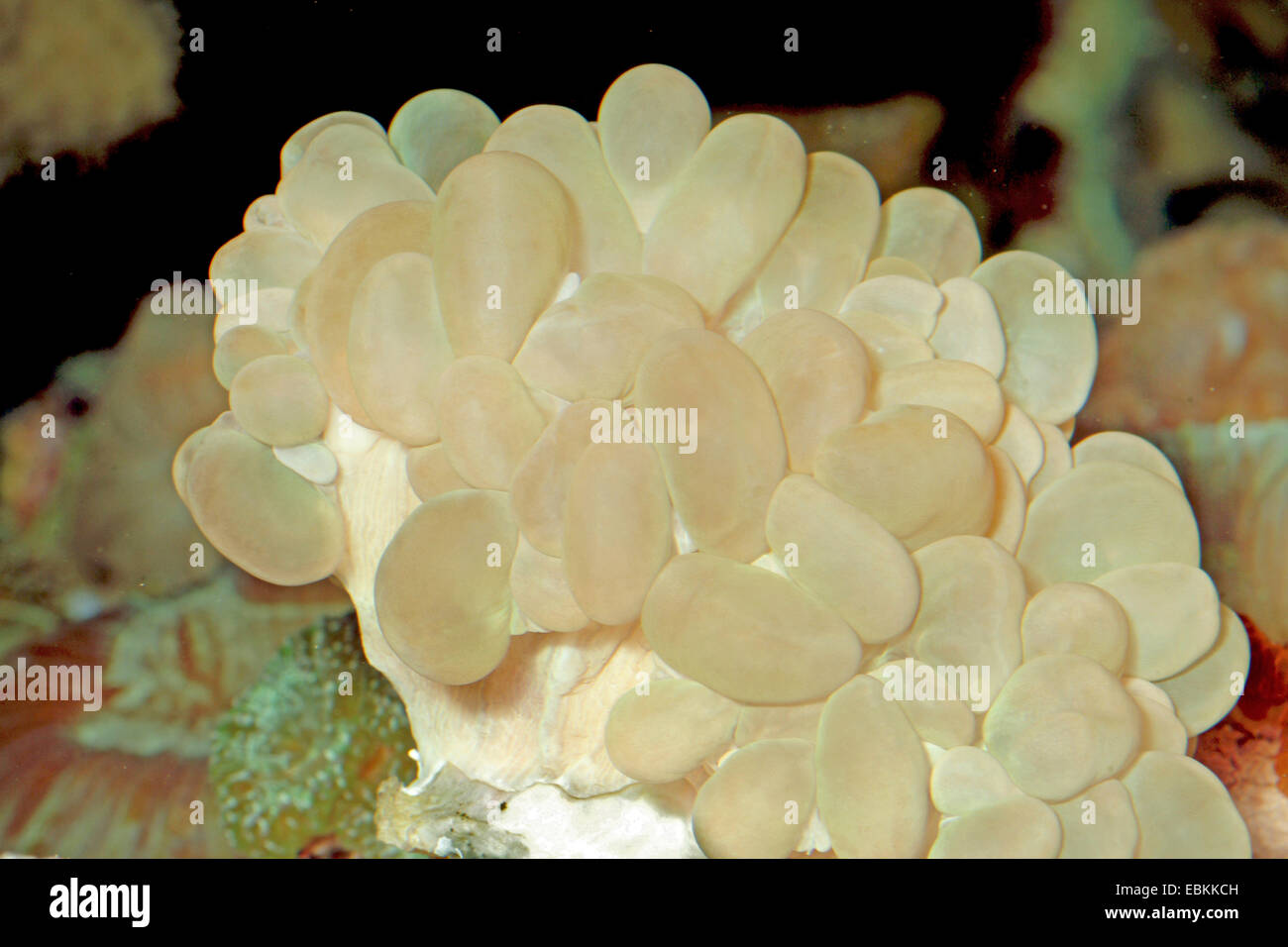 Bubble coral (Plerogyra sinuosa), side view Stock Photo