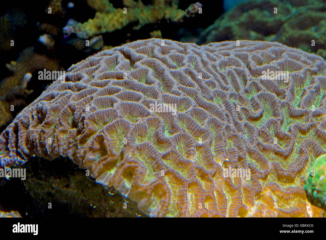 Brain Coral (Platygyra spec.), high angle view Stock Photo