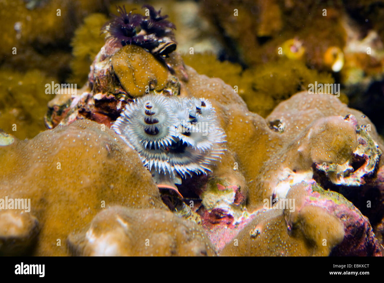 Multi Color Coral (Porites lobata), high angle view Stock Photo