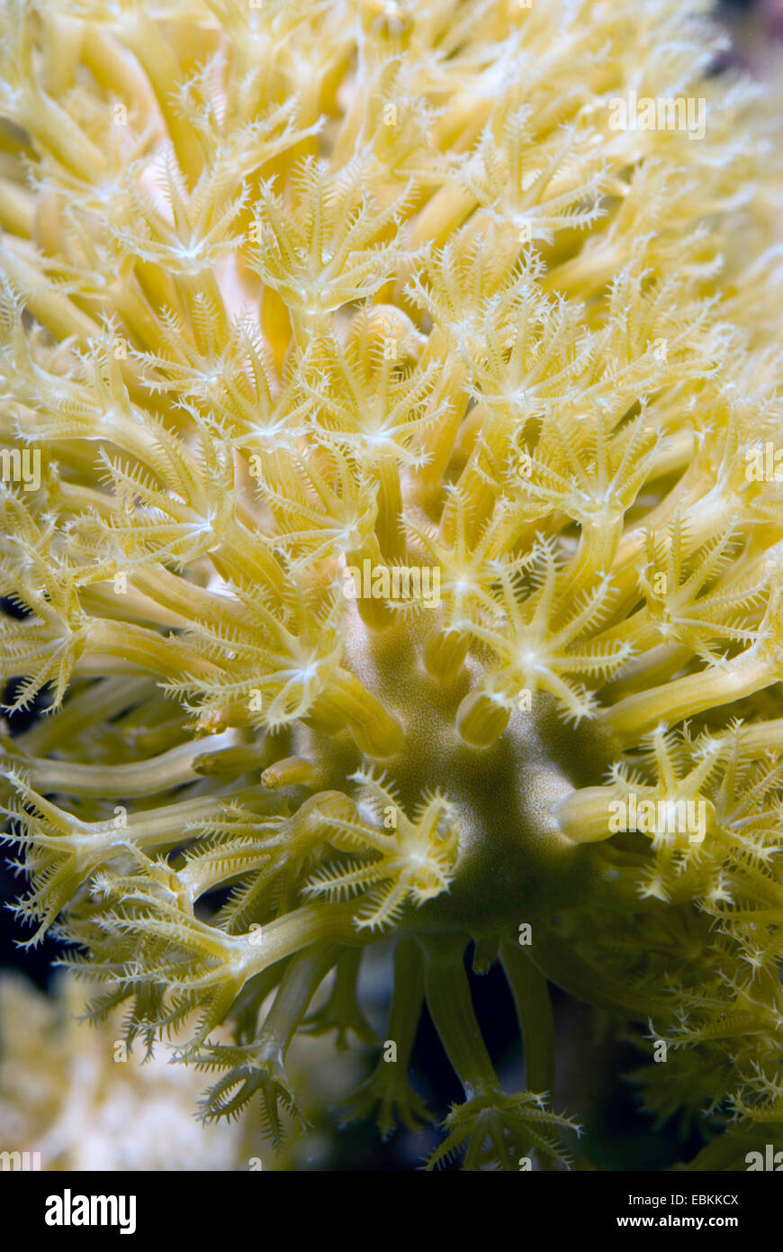Gorgonian coral (Plexaura spec.), macro shot Stock Photo