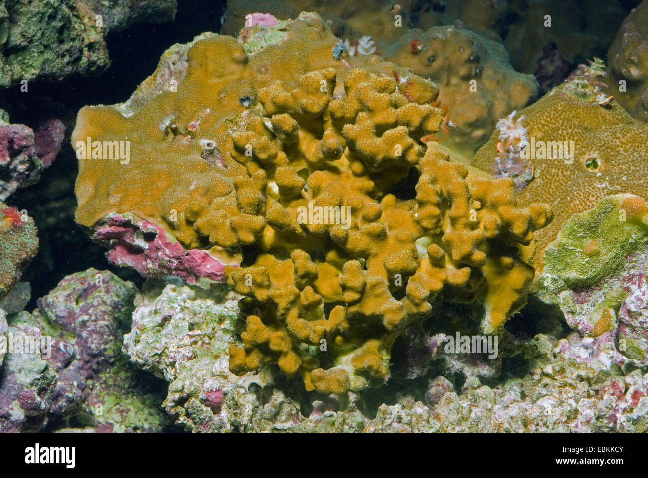 Stony Coral (Porites annae), high angle view Stock Photo