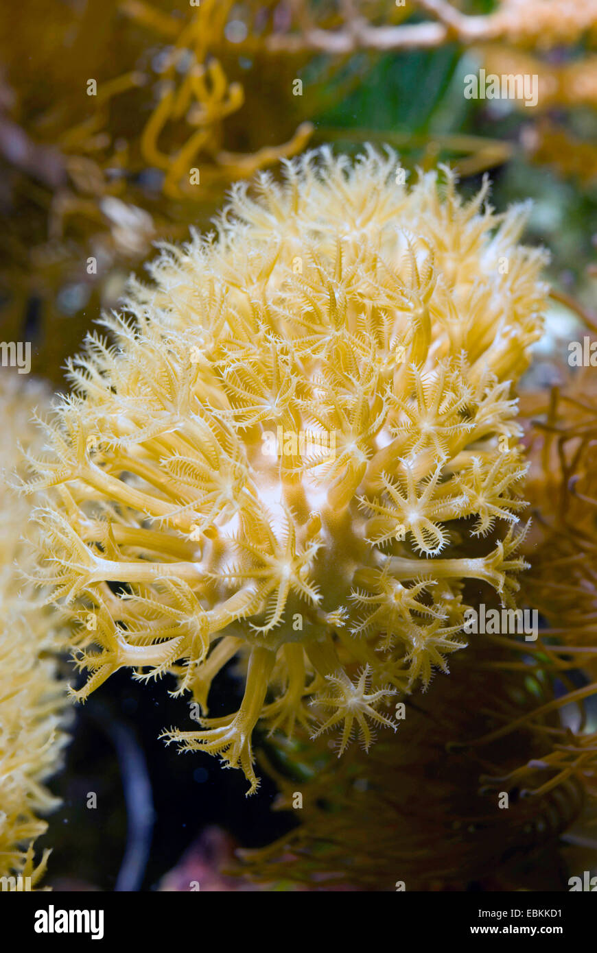 Gorgonian coral (Plexaura spec.), colony Stock Photo
