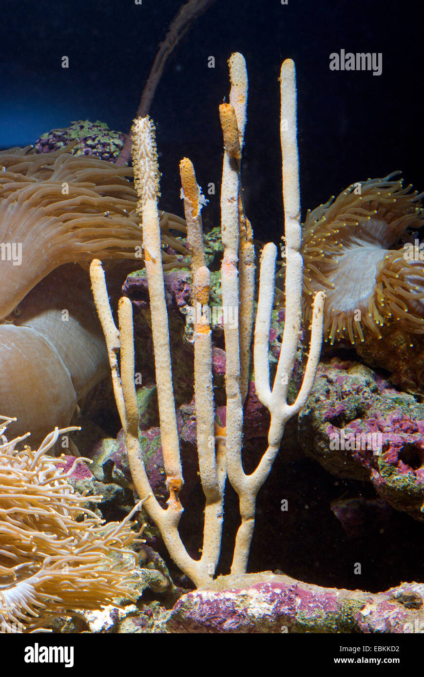 Gorgonian Coral (Plexaurella spec.), side view Stock Photo