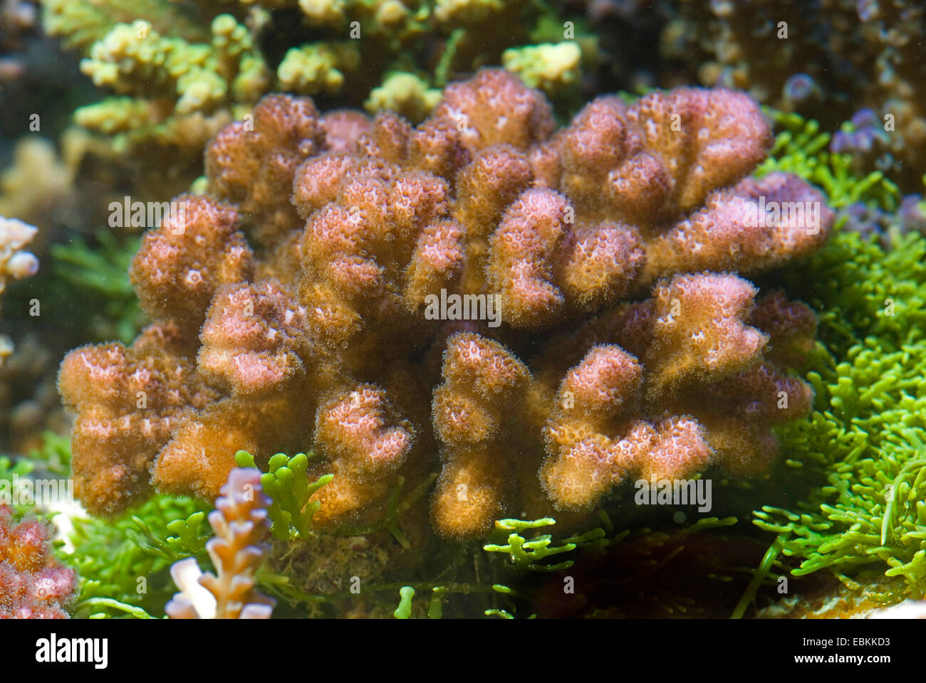Raspberry coral (Pocillopora damicornis), high angle view Stock Photo