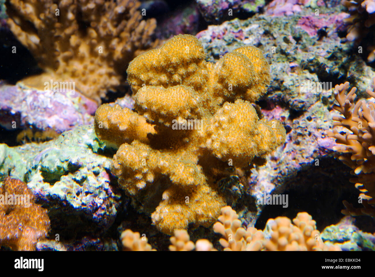 Cauliflower coral (Pocillopora eydouxi), side view Stock Photo