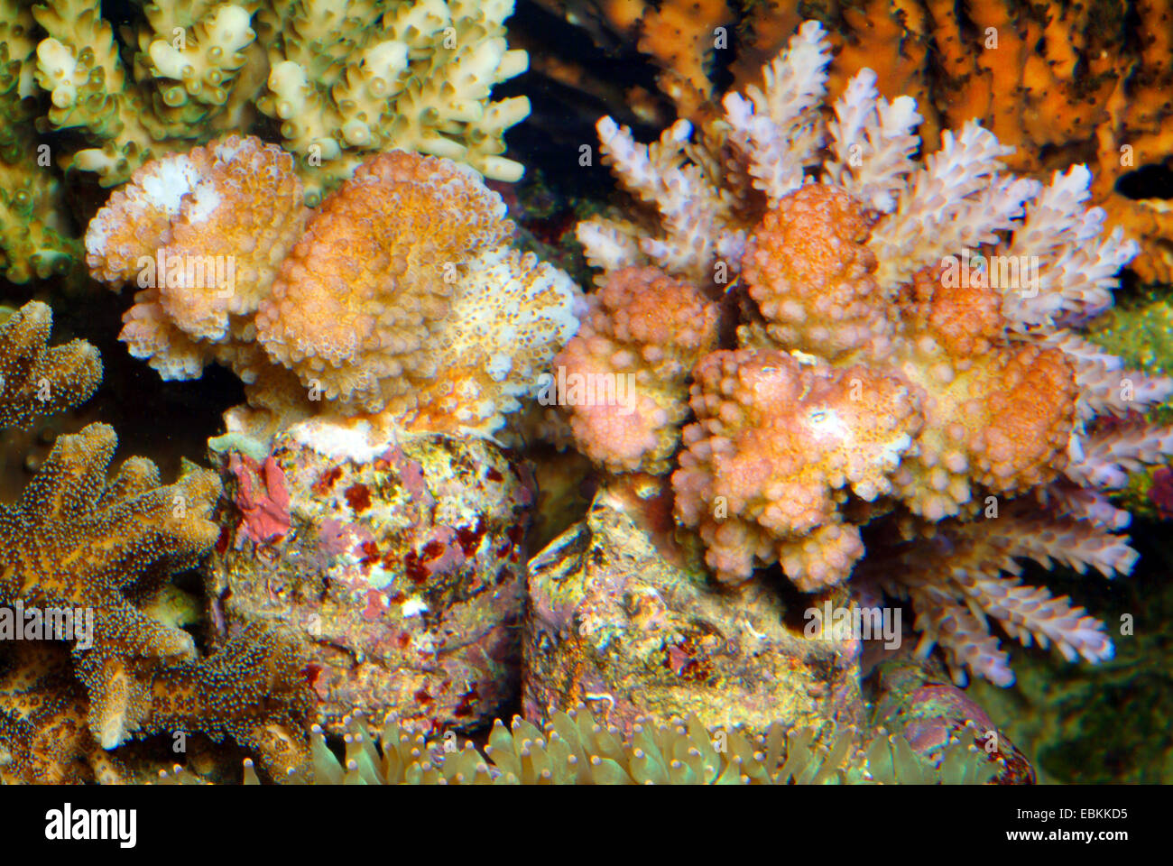 Stony coral (Pocillopora elegans), side view Stock Photo