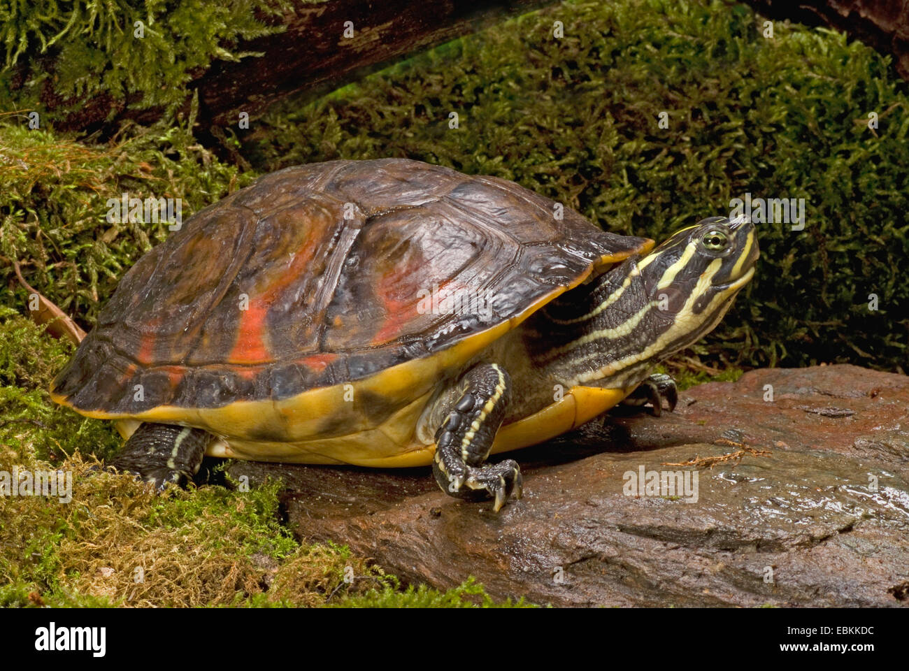 Florida redbelly turtle, Florida red-bellied turtle (Pseudemys rubriventris nelsoni, Chrysemys nelsoni, Pseudemys nelsoni), on a mossy stone Stock Photo