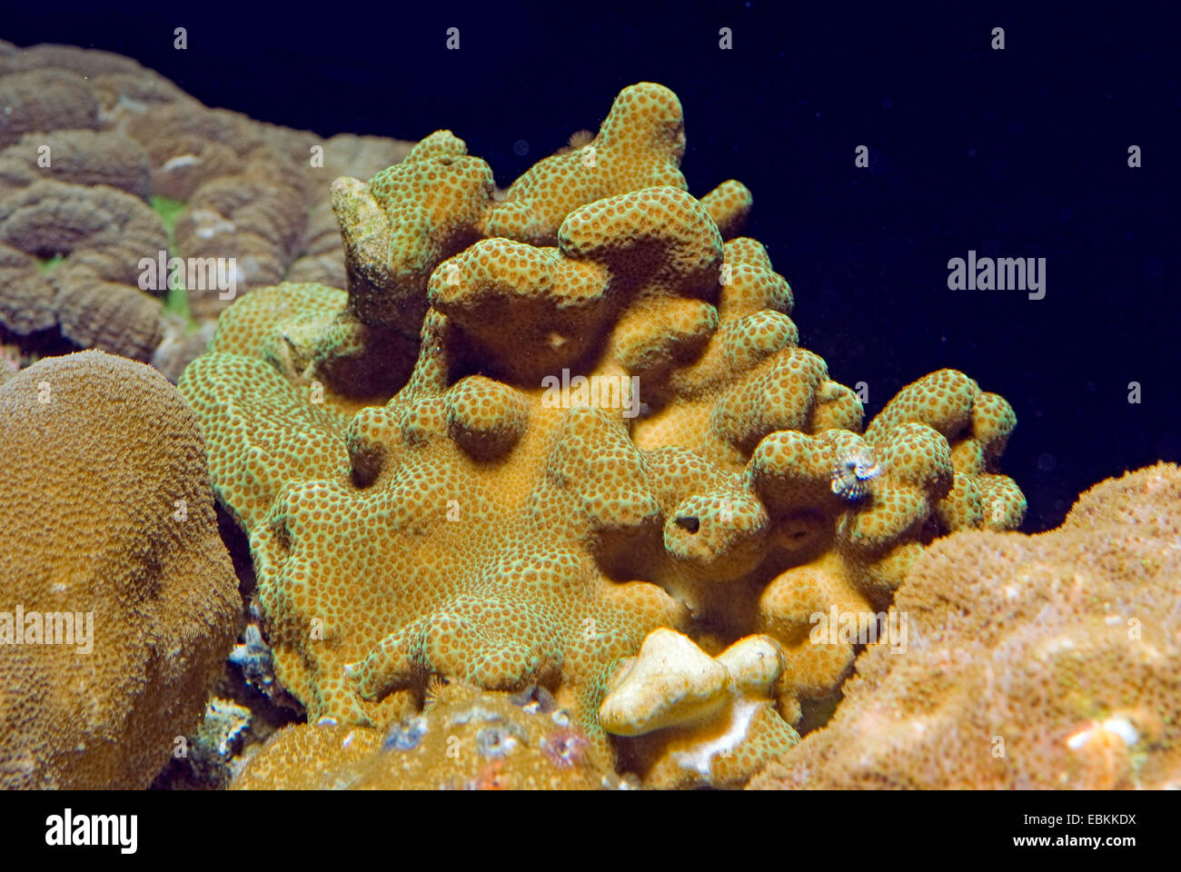 Stony Coral (Porites spec.), side view Stock Photo