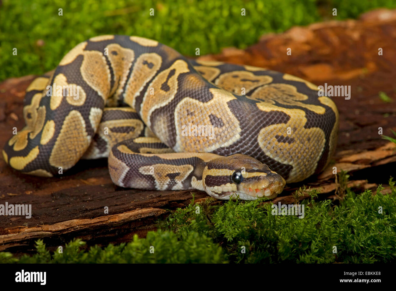 ball python, royal python (Python regius), breed Bell's Ghost Stock ...