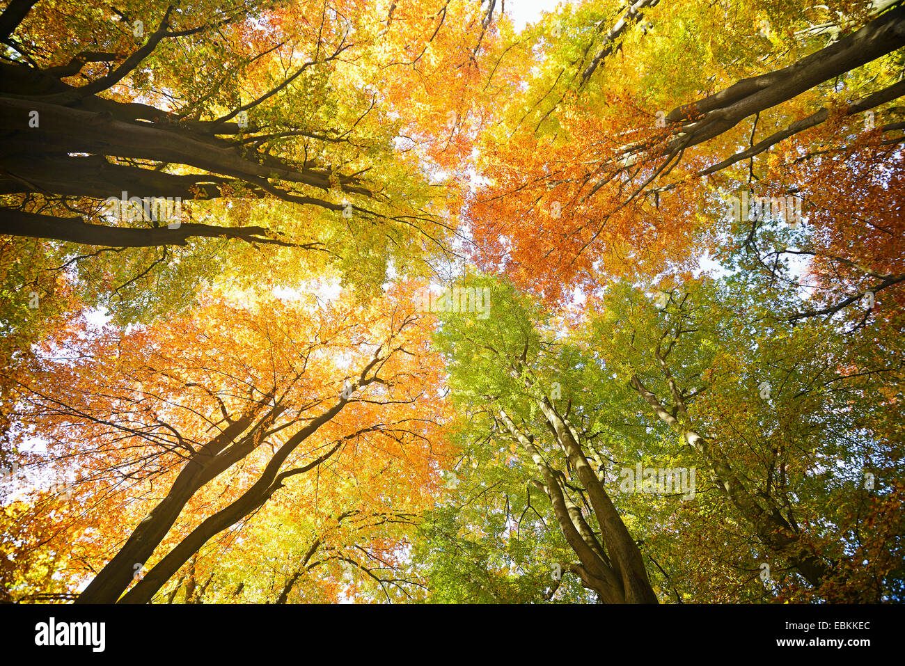 common beech (Fagus sylvatica), impressive light in beech forest in autumn from worms-eye view, Germany, Hesse, Urwald Sababurg Stock Photo