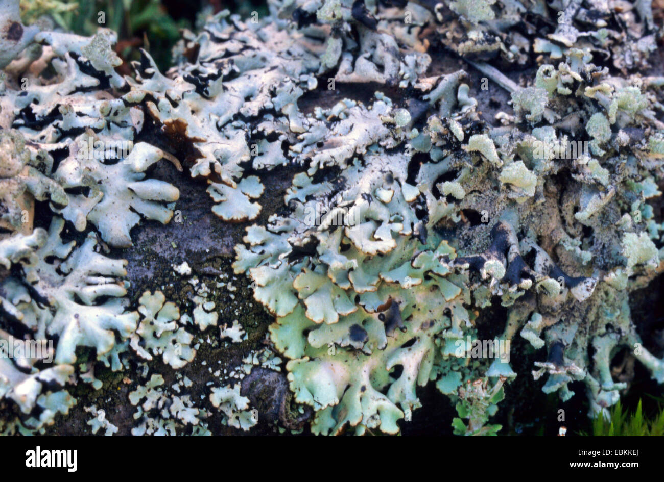 Cladonia (Cladonia phyllophora), close-up view, Germany Stock Photo
