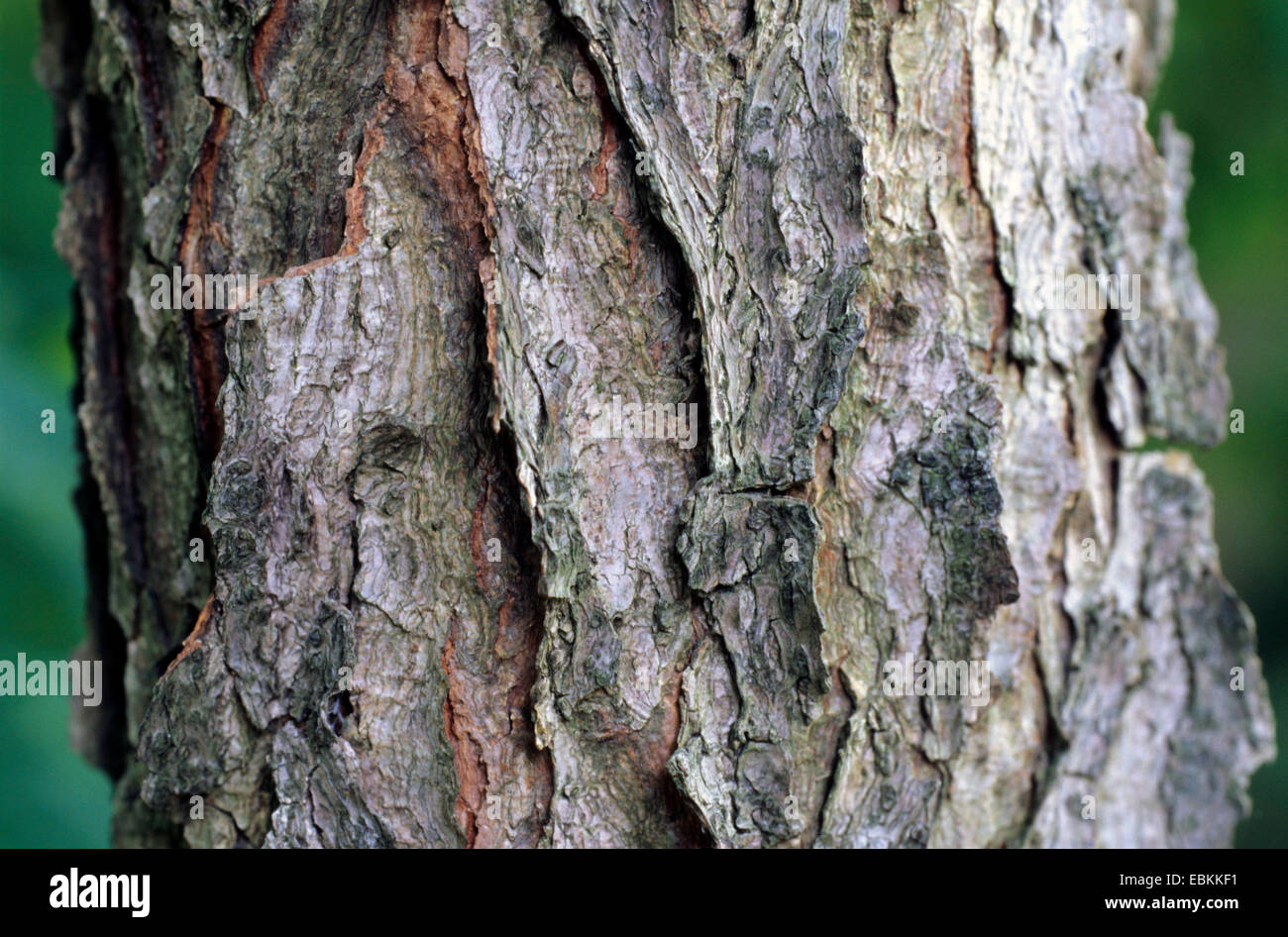 Kentucky Coffee Tree Bark