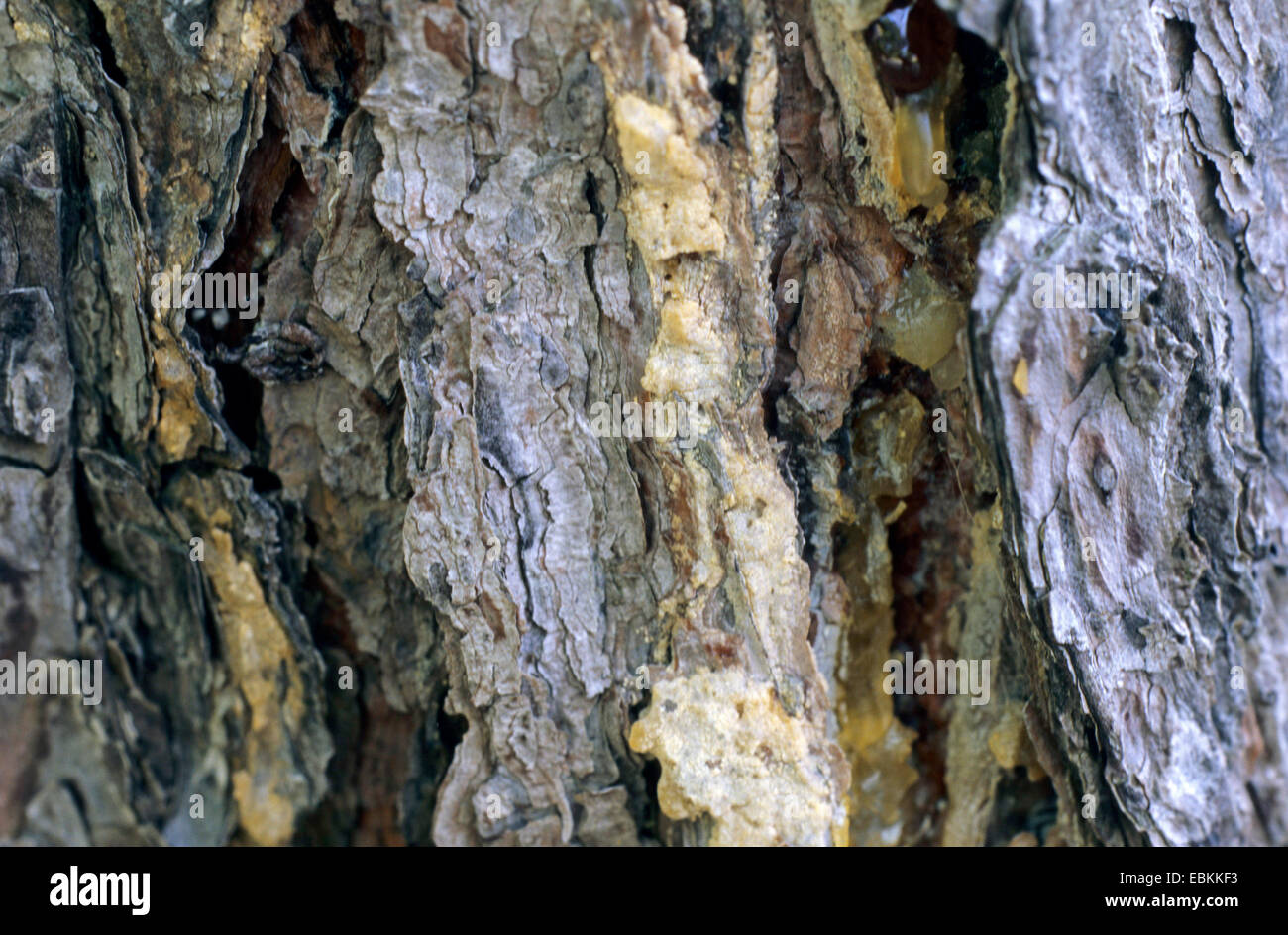 northern pine, pitch pine (Pinus rigida), leaking resin at a tree trunk Stock Photo