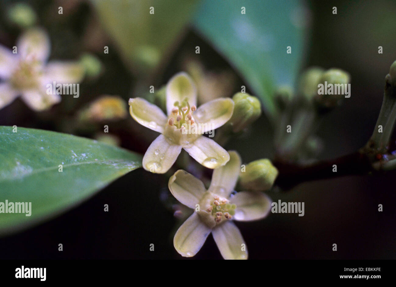 coca plant (Erythroxylon novogranatense, Erythroxylum novogranatense), flowers with drops of water Stock Photo