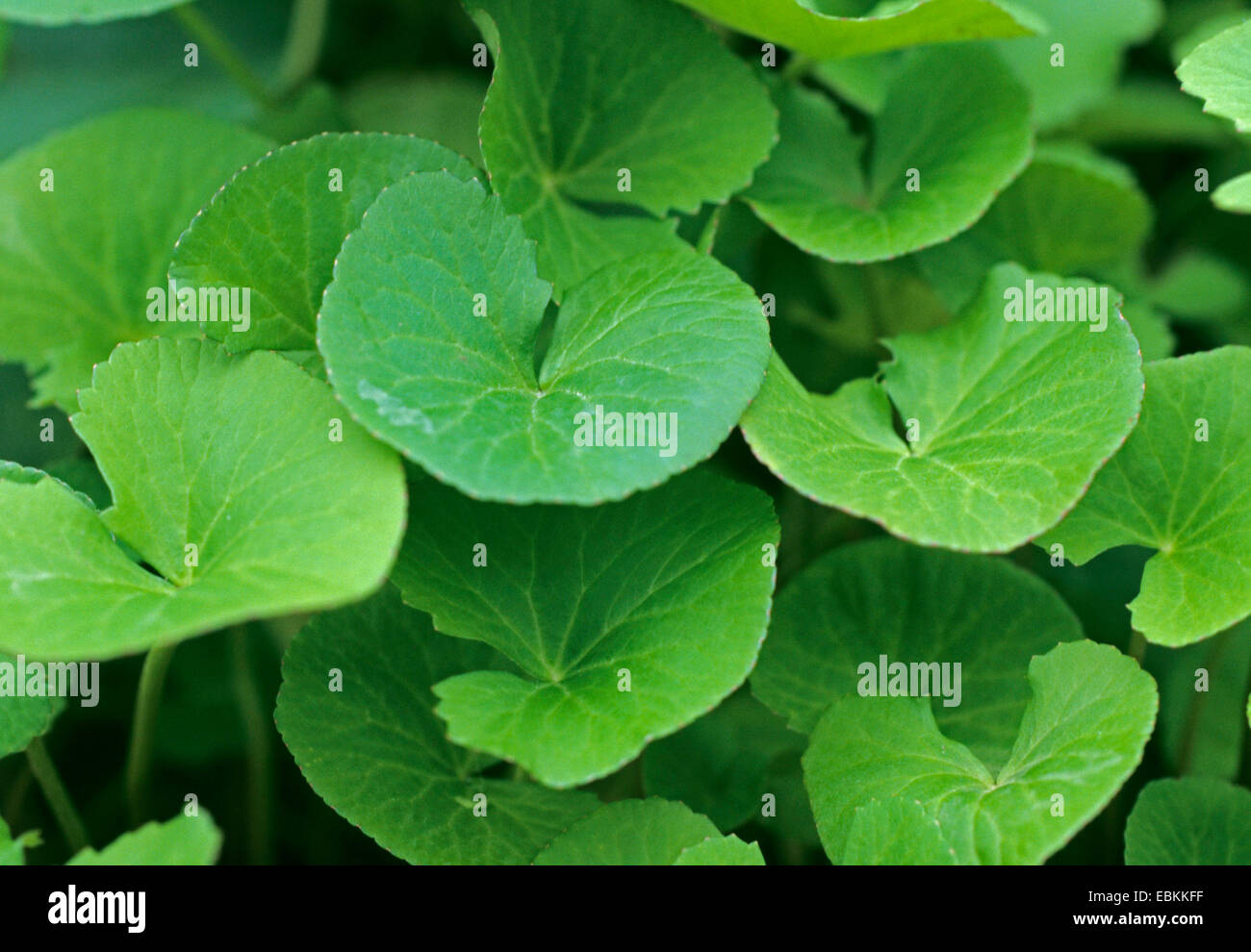 pennyweed (Centella asiatica), leaves Stock Photo