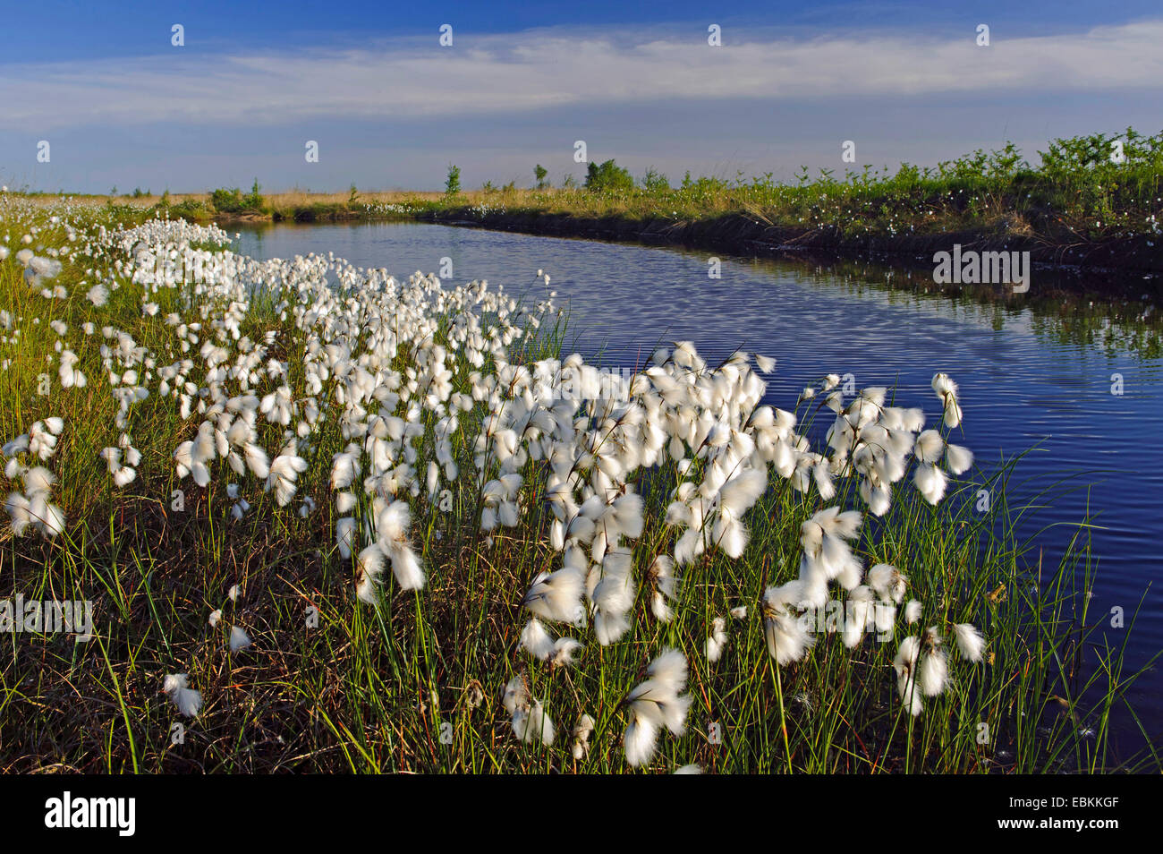 common cottongrass, narrowleaved cottongrass (Eriophorum