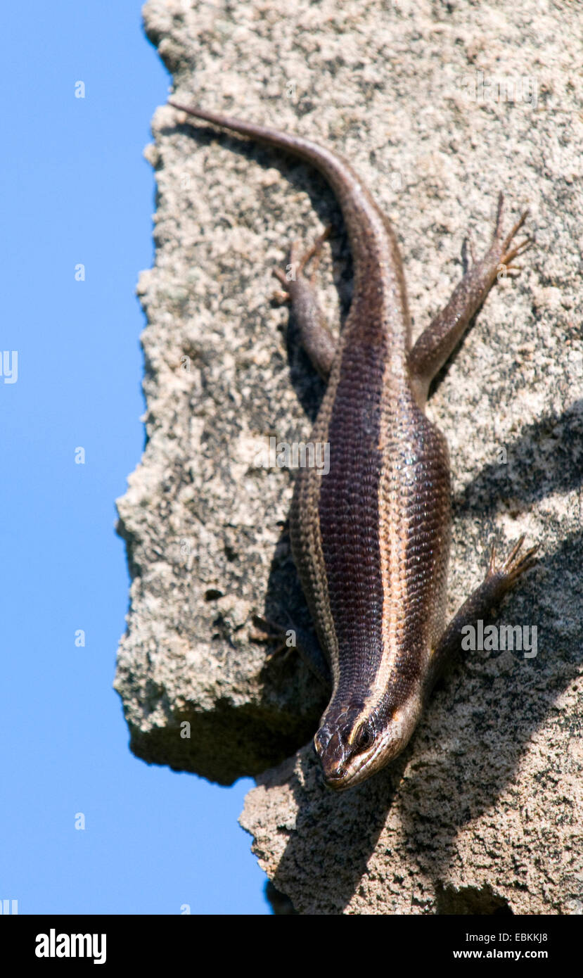 African Striped Skink, Striped Skink (Trachylepis striata, Mabuya striata), climbing at a rock head first , Mozambique Stock Photo