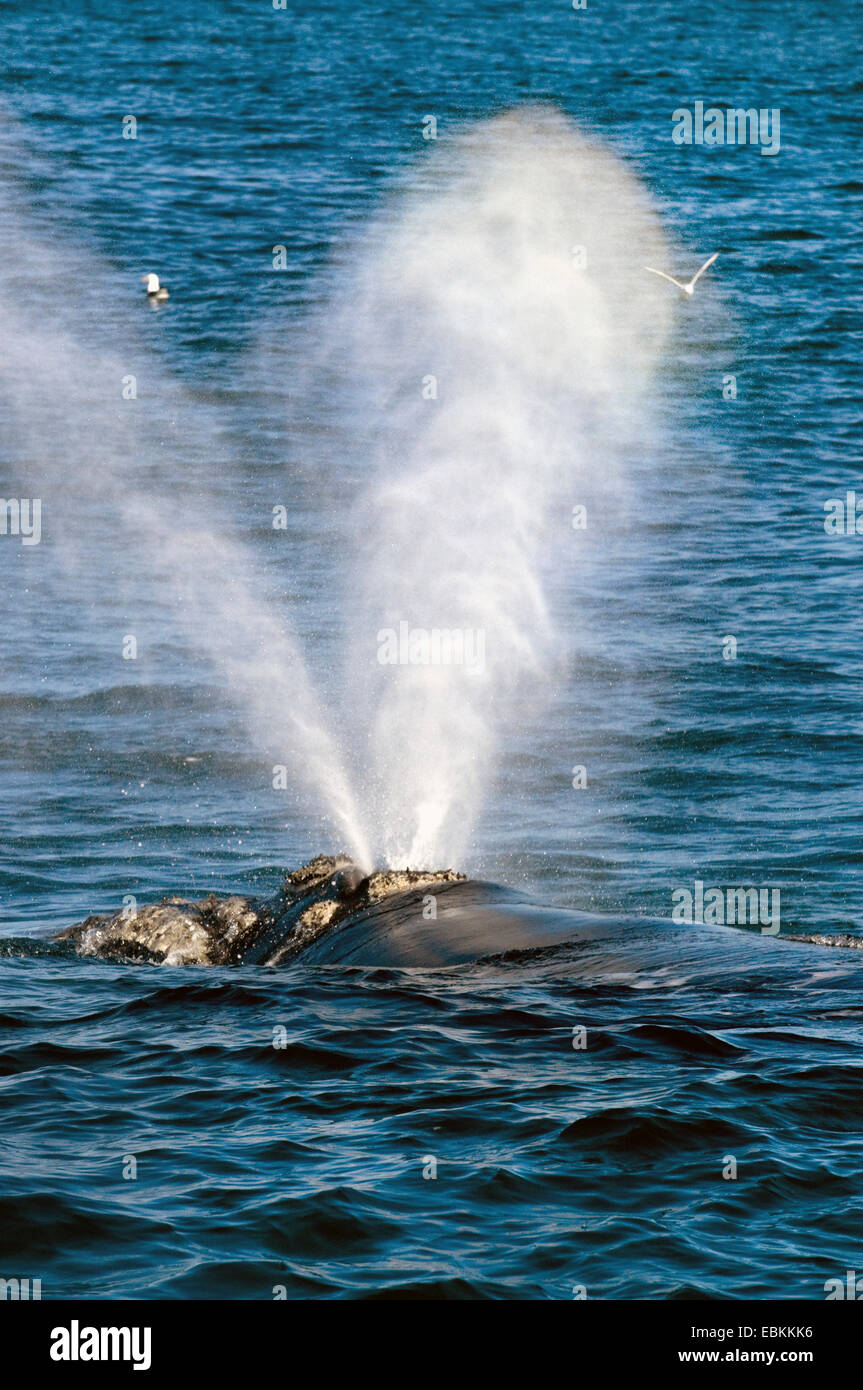 southern right whale (Eubalaena australis, Balaena glacialis australis), blowing off, South Africa Stock Photo