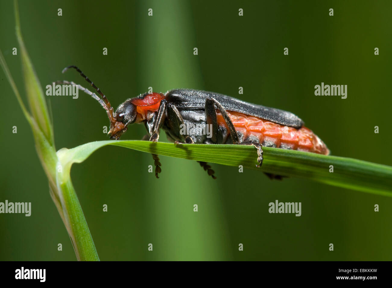 common cantharid, common soldier beetle (Cantharis fusca), on a leaf, Germany Stock Photo