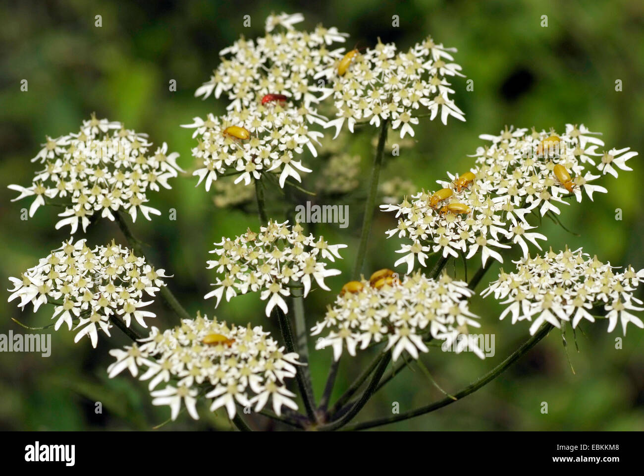 sulphur beetle (Cteniopus flavus), many Sulphur beetles on umbellifer flower, Germany Stock Photo