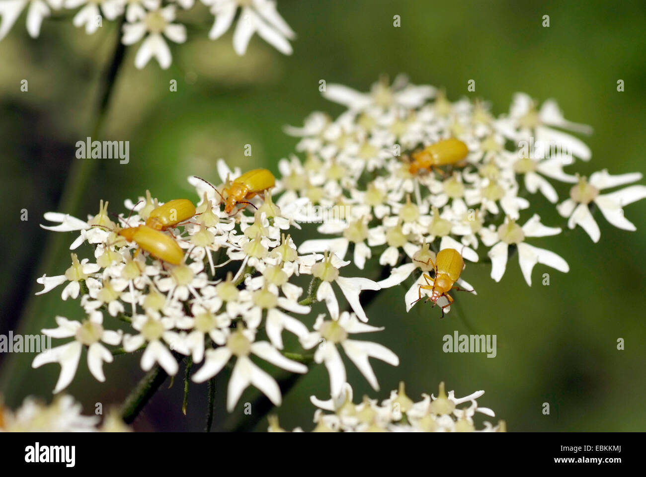 Sulphur beetle (Cteniopus flavus), on white flowers, Germany Stock Photo