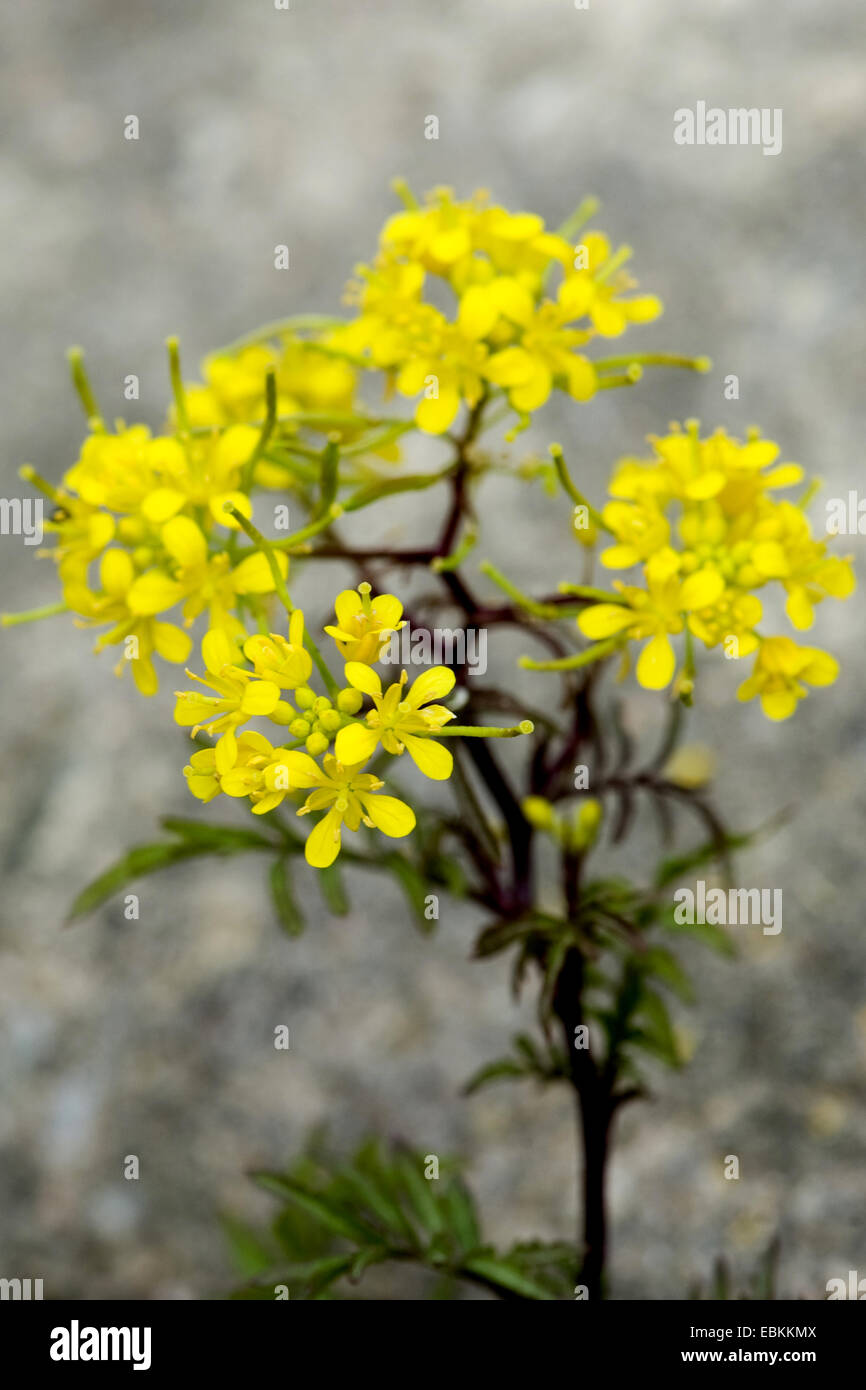 yellow fieldcress, creeping yellow-cress (Rorippa sylvestris), blooming, Germany Stock Photo