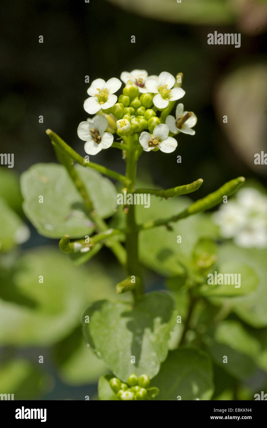 one-row water-cress (Nasturtium microphyllum), inflorescence, Germany Stock Photo