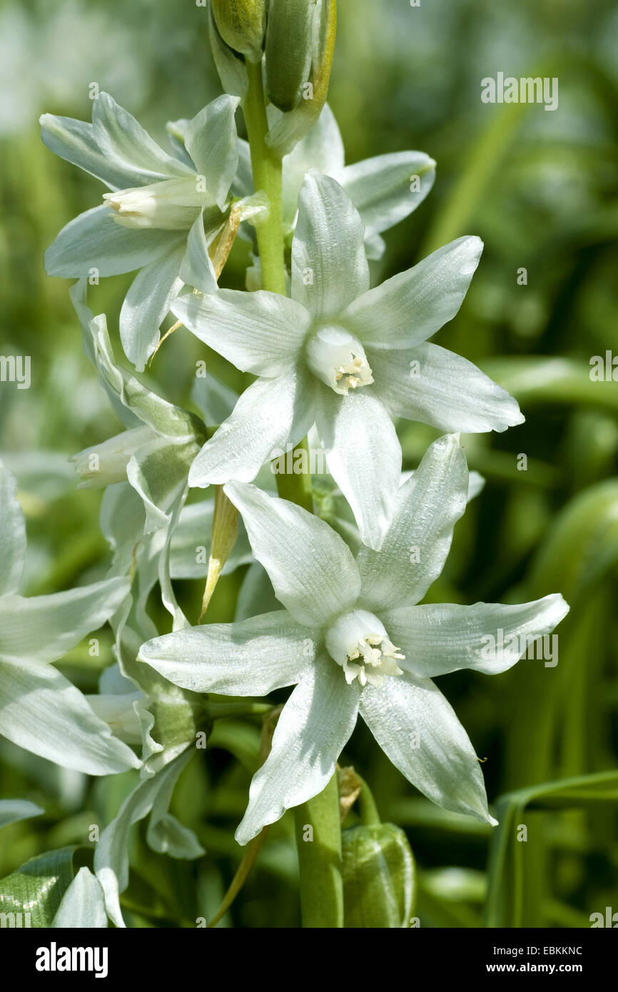 drooping star-of-bethlehem (Ornithogalum nutans), inflorescence Stock Photo