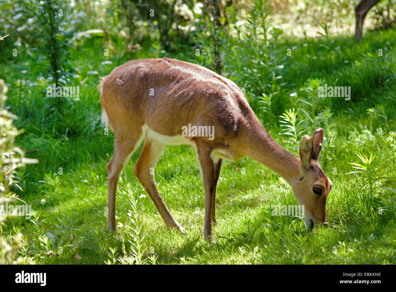 Mountain reedbuck (Redunca fulvorufula), female grazing Stock Photo