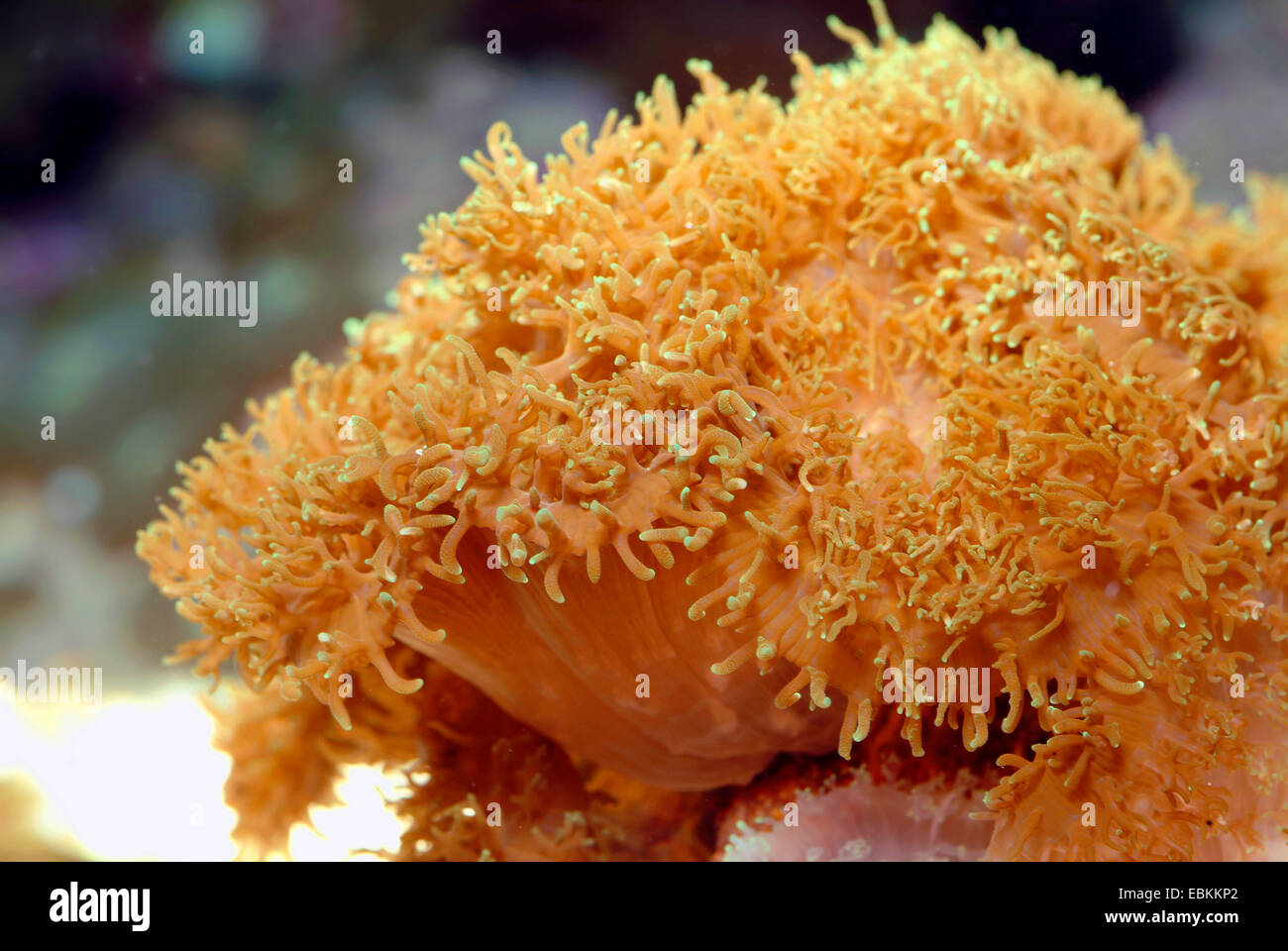 Mushroom Anemone (Rhodactis spec.), side view Stock Photo
