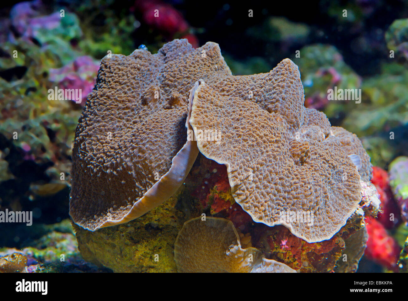 Mushroom Anemone (Rhodactis spec.), side view Stock Photo