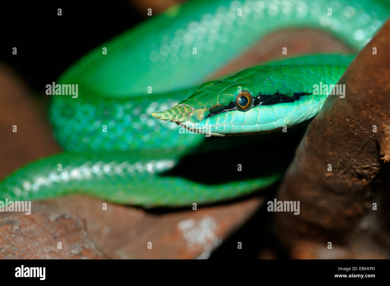 Vietnamese Longnose Snake (Rhynchophis boulengeri), portrait Stock Photo