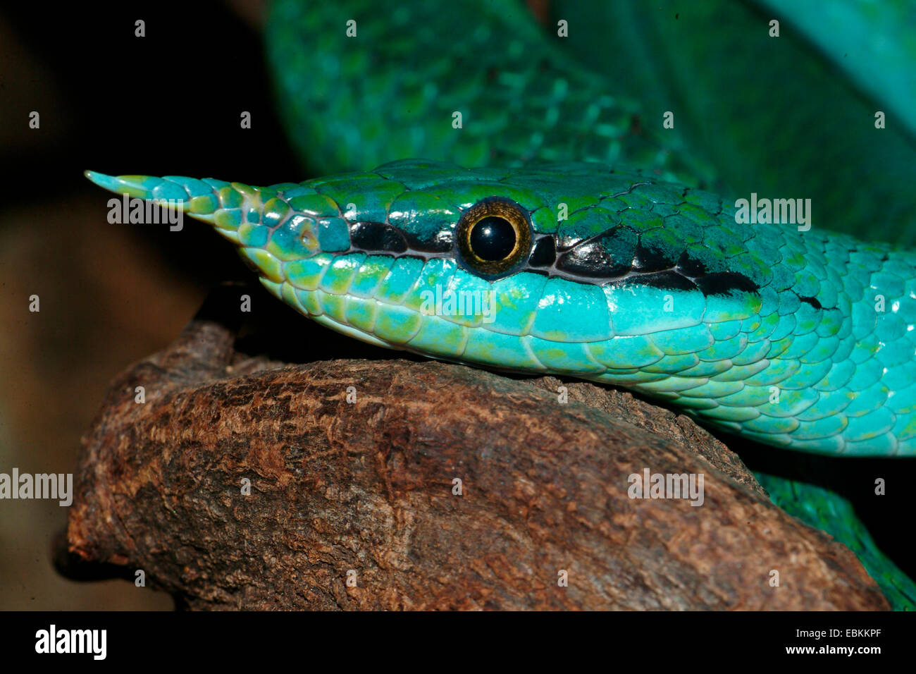 Blue snake hi-res stock photography and images - Alamy