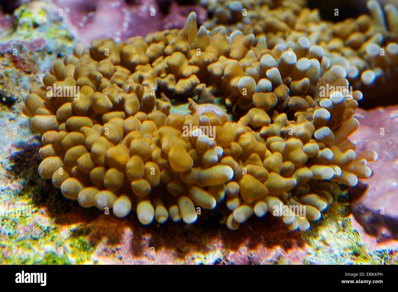 Mushroom Anemone (Ricordea spec.), side view Stock Photo