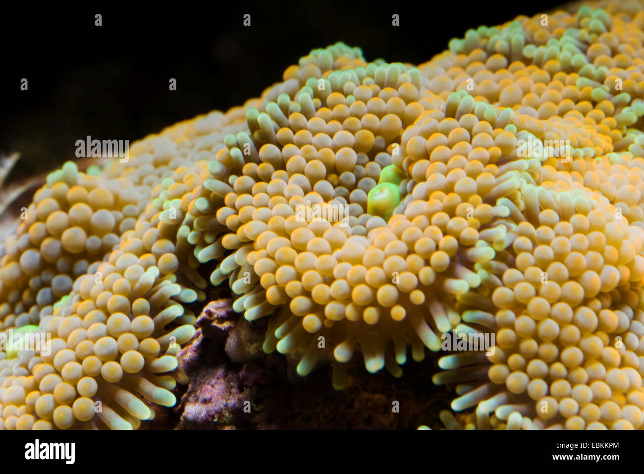 Florida false coral, Ricordia Mushroom Polyps (Ricordea florida), close-up view Stock Photo