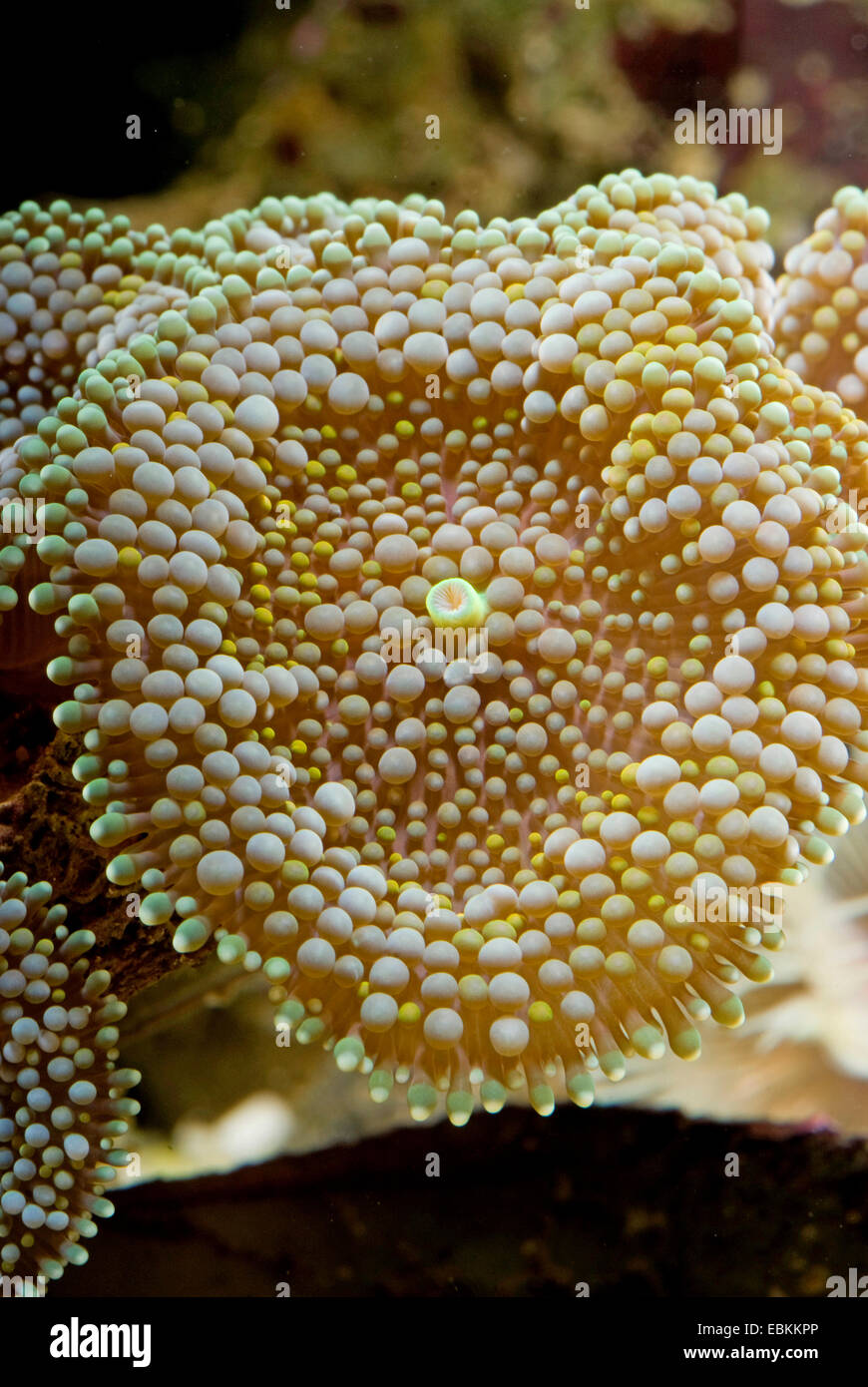 Florida false coral, Ricordia Mushroom Polyps (Ricordea florida), high angle view Stock Photo